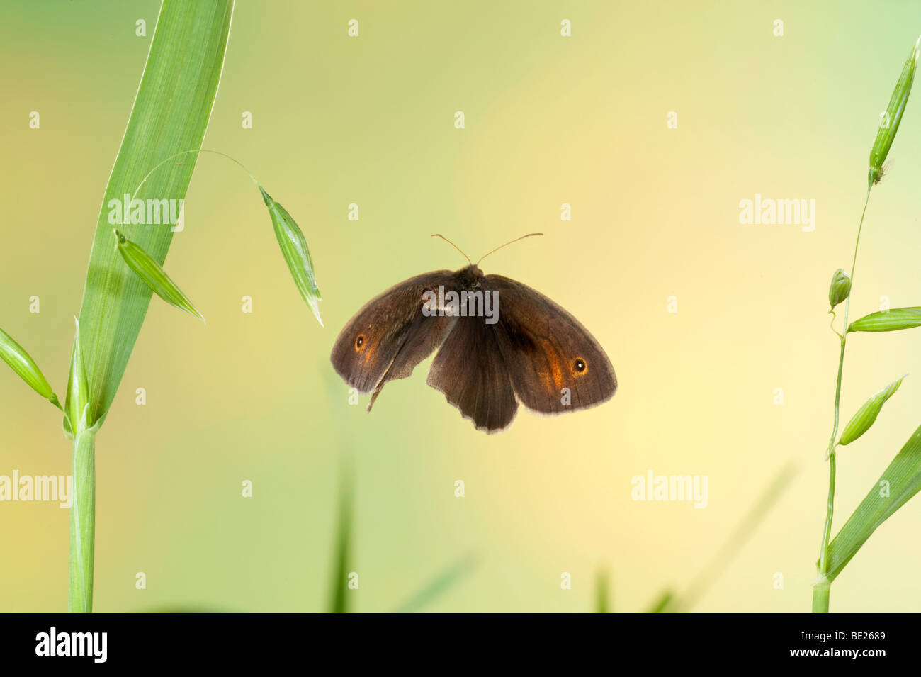 Meadow Brown Butterfly Maniola jurtina In flight free flying High Speed Photographic Technique Stock Photo
