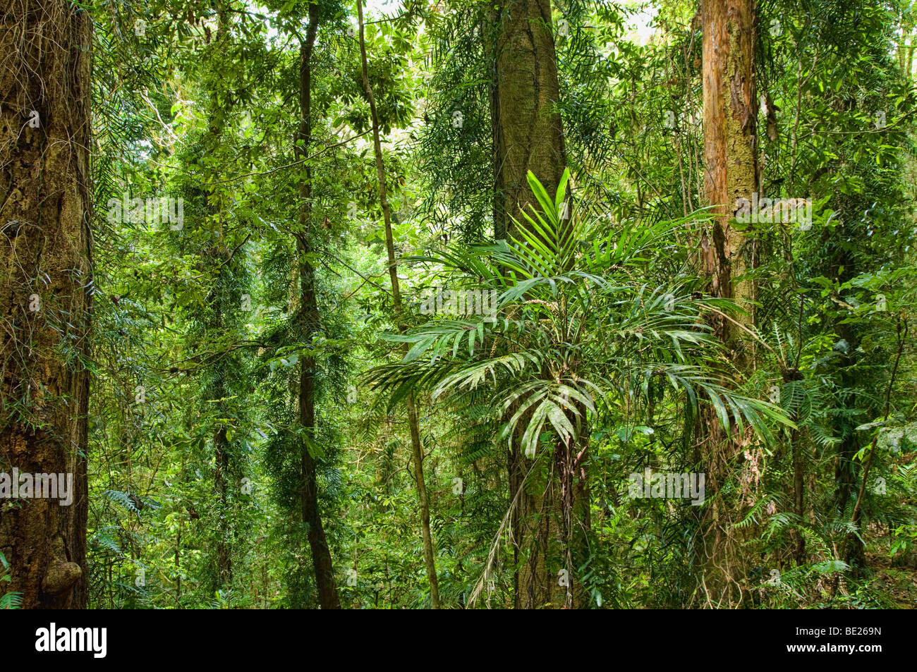 photo of the beautiful dorrigo world heritage rainforest Stock Photo
