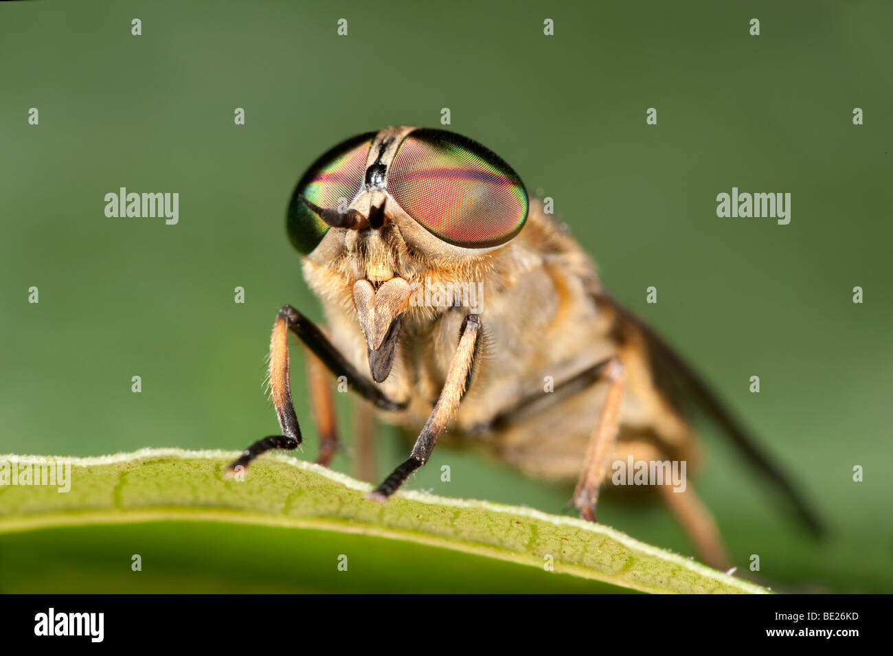 Horse Fly Tabanus bromius macro close up showing large compound eye Stock Photo