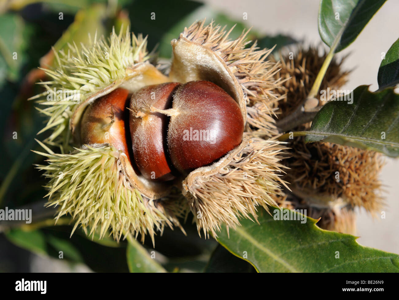 Chestnut close up. Stock Photo