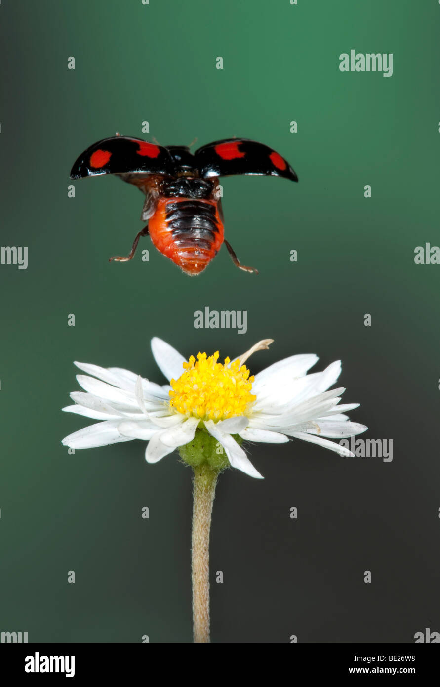 Two Spot Ladybird Adalia 2 punctata Black form In flight over daisy ...