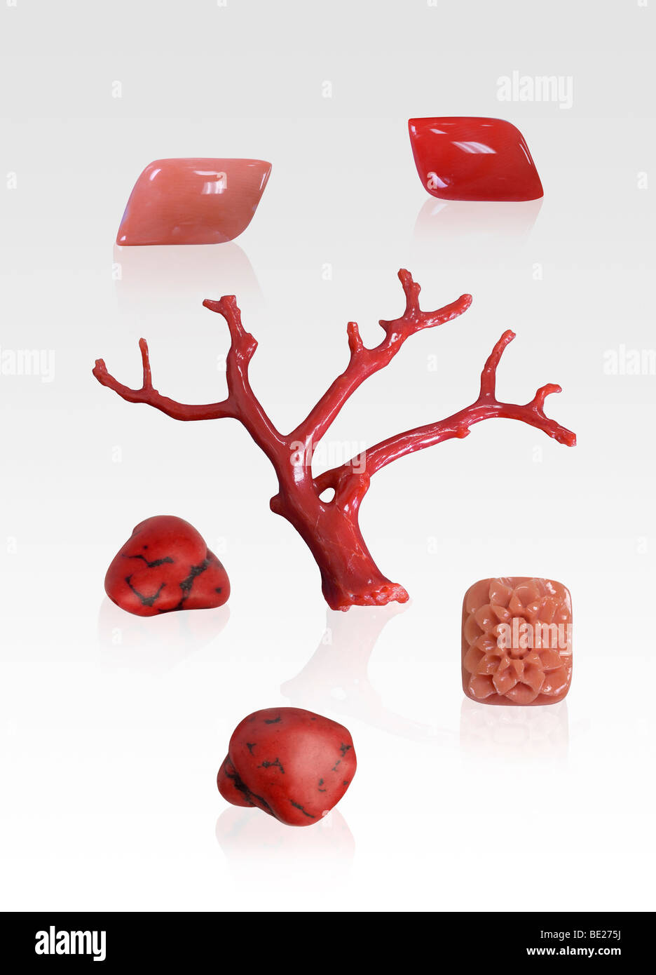 Red and pink coral specimens on white background Stock Photo