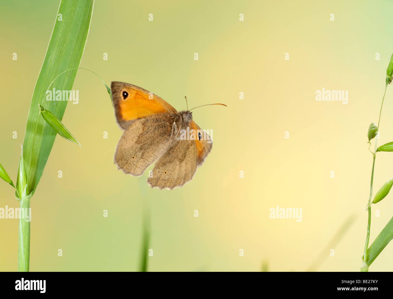Meadow Brown Butterfly Maniola jurtina In flight free flying High Speed Photographic Technique Stock Photo