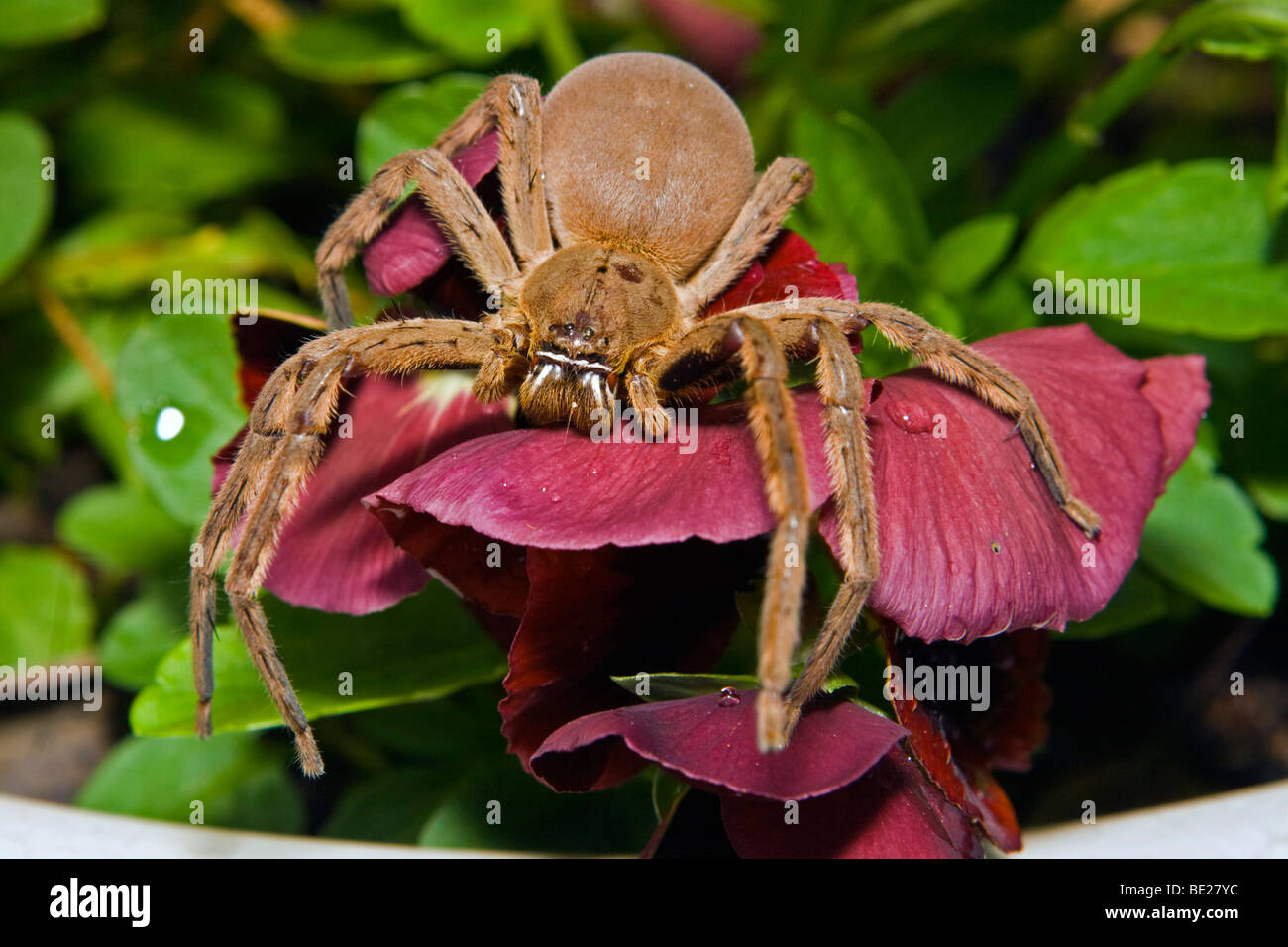 A rain spider on a purple flower in a garden in Cape Town, South Africa