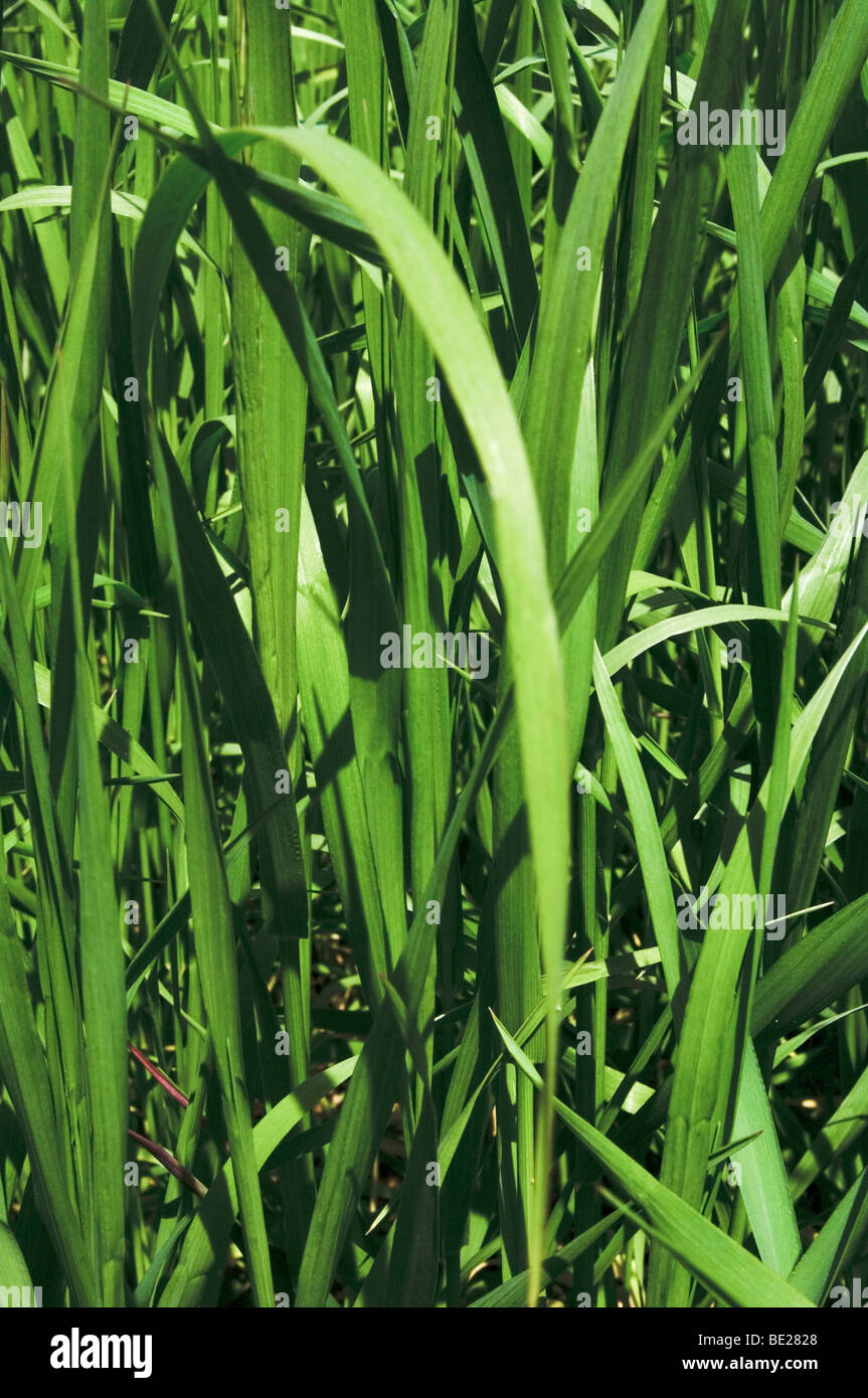 Tall grass in background hi-res stock photography and images - Alamy