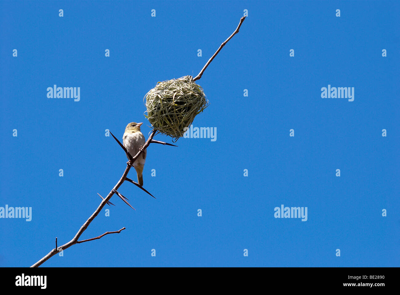Nest, birds nest, bird, weaver, blue sky, female, thorn tree, tree