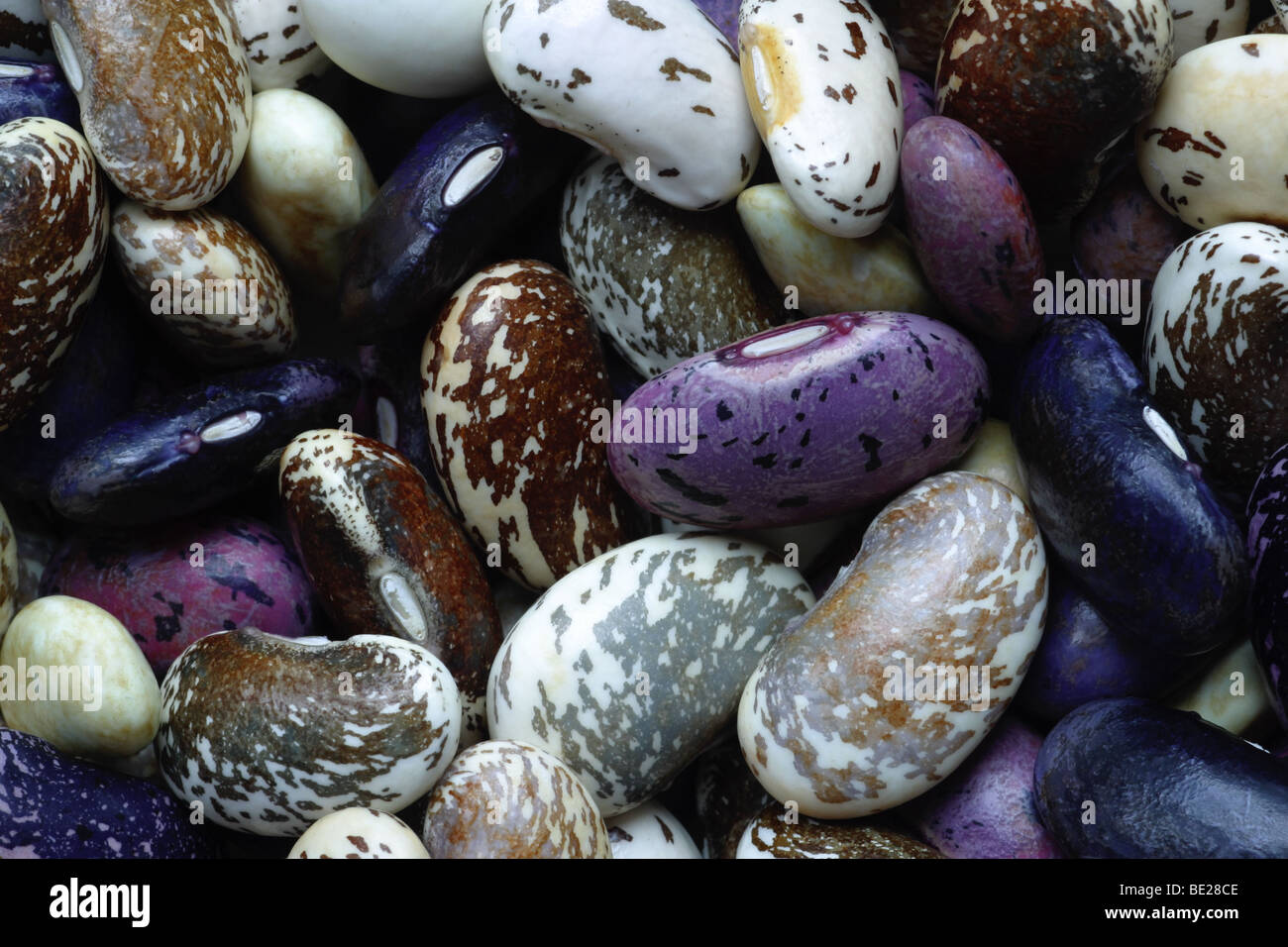 Various types of runner beans Stock Photo Alamy