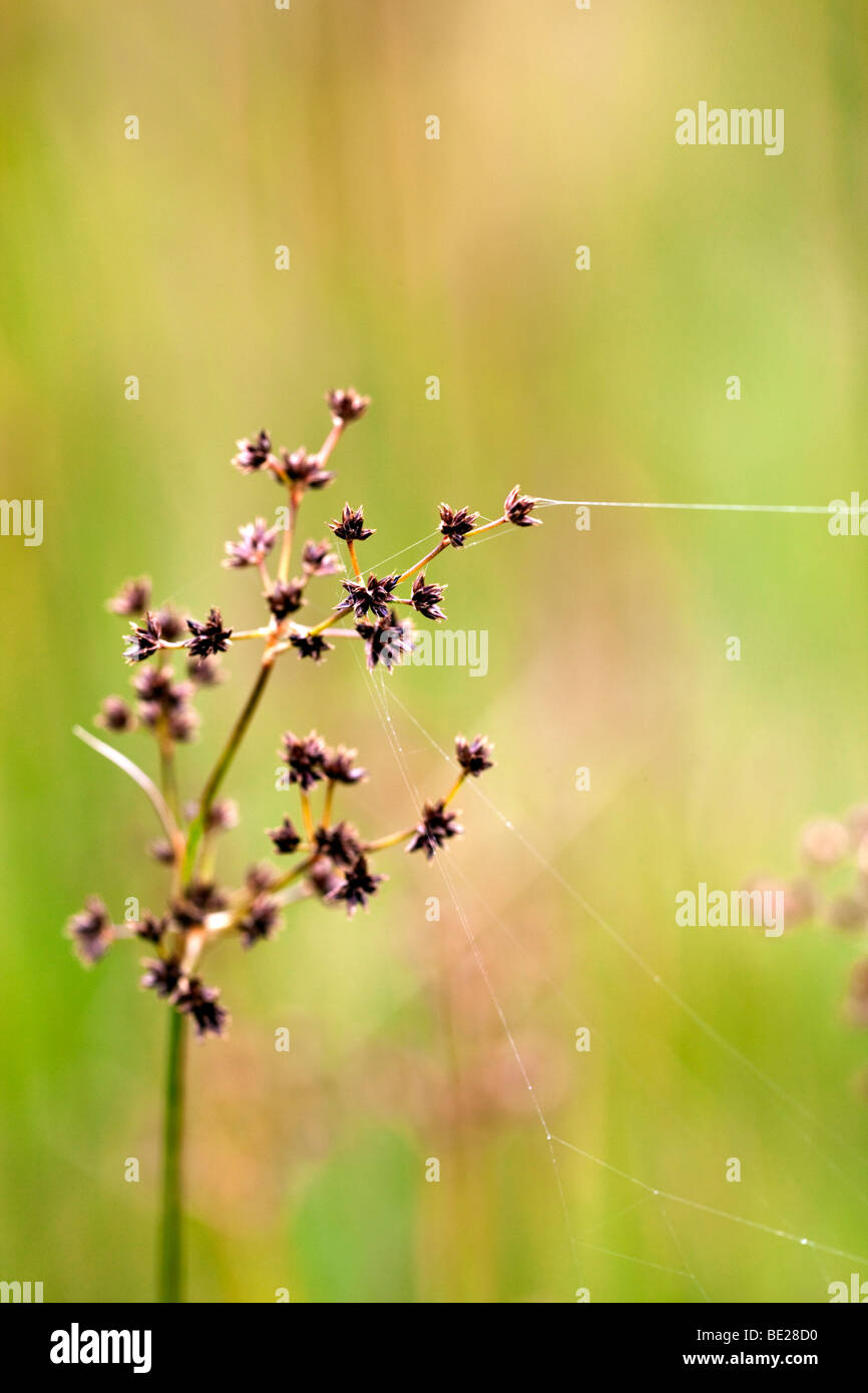 sharp flowered rush; Juncus acutiflorus Stock Photo