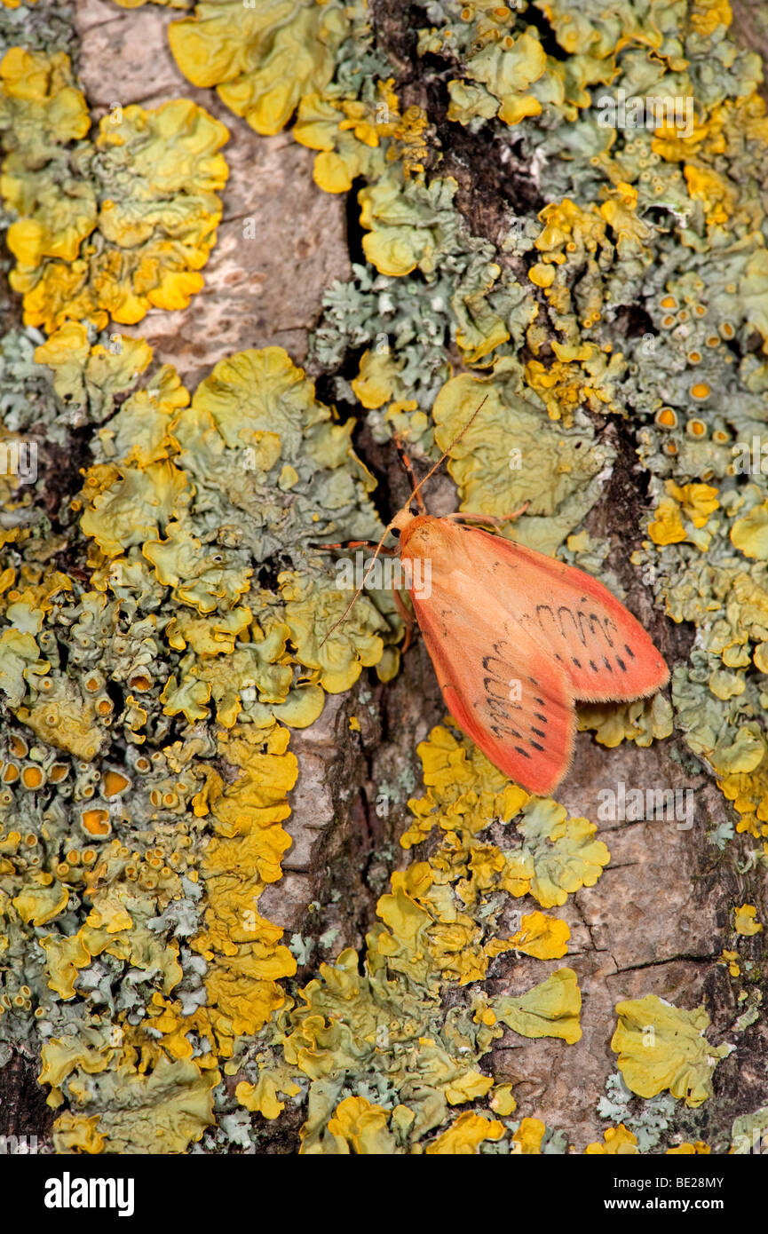 Rosy Footman Moth Miltochrista miniata on lichen covered tree trunk. Stock Photo