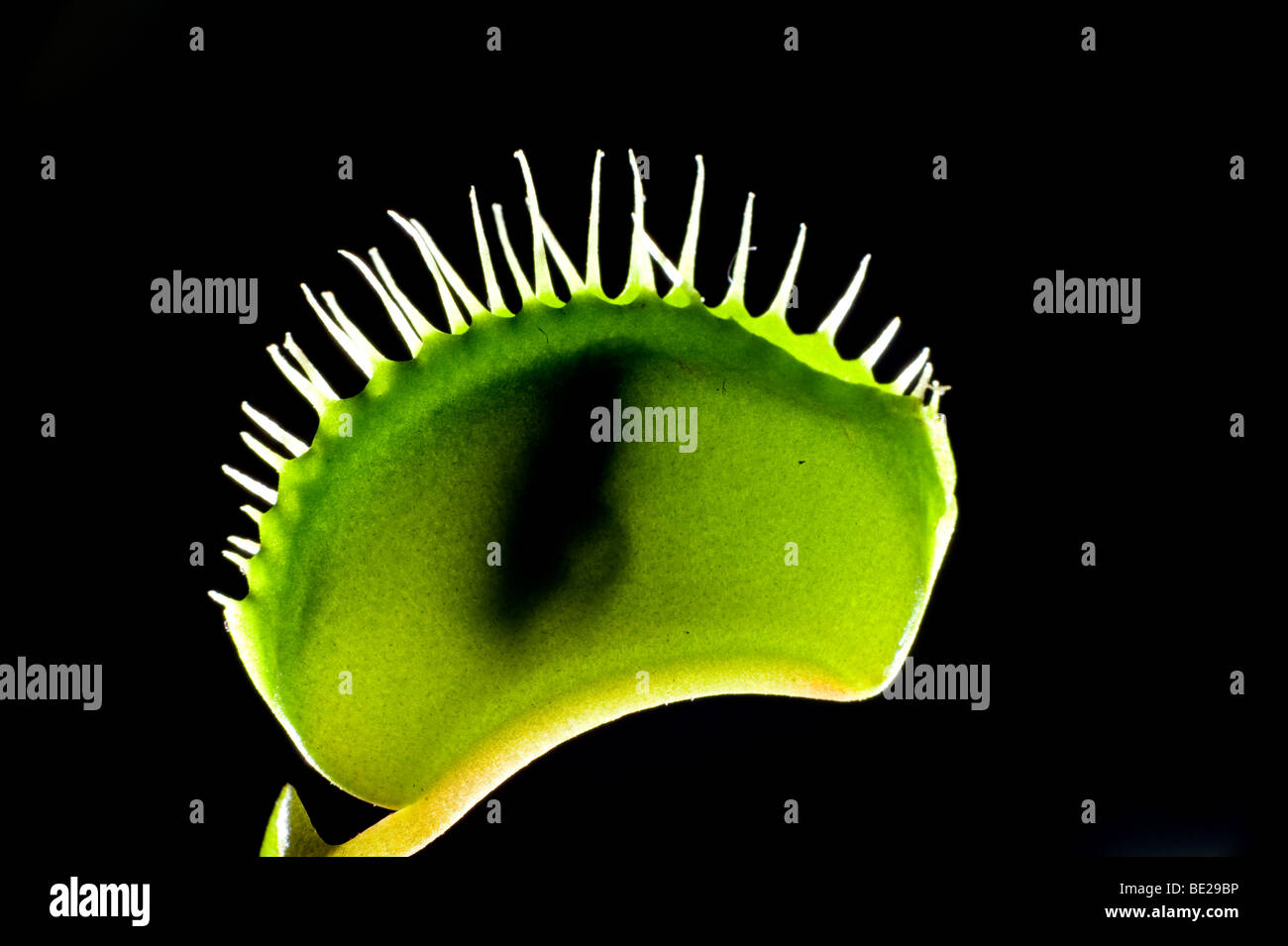 Venus Fly Trap Dionaea muscipula trap closed with insect inside Stock Photo