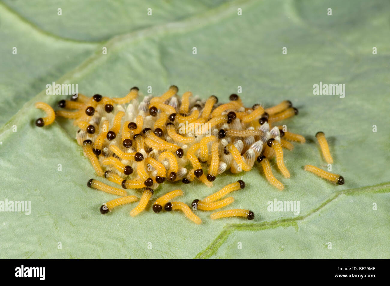 Large or Cabbage White Butterfly eggs with newly hatched caterpillars
