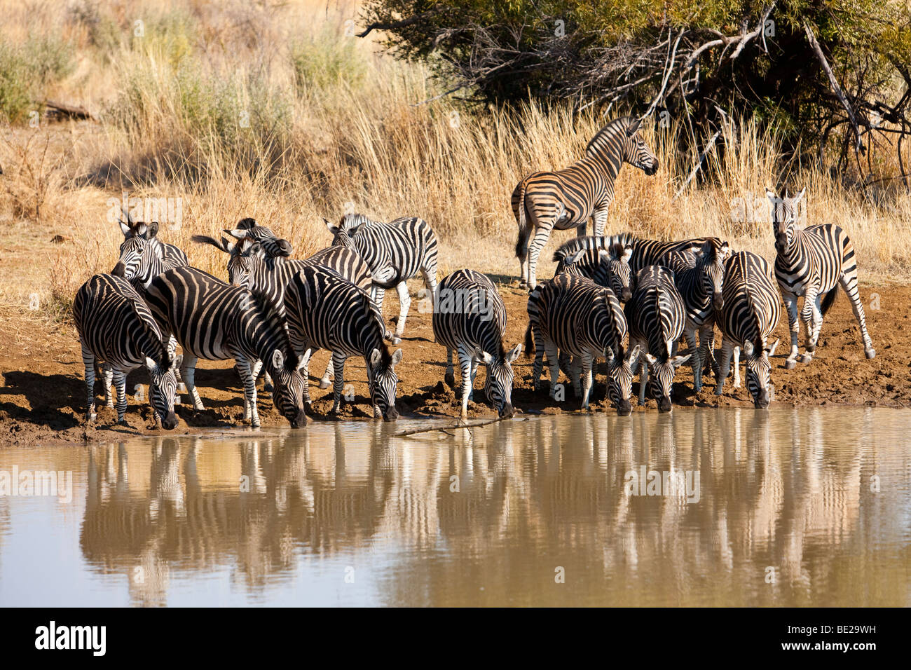 Zebras drinking at a water hole Stock Photo