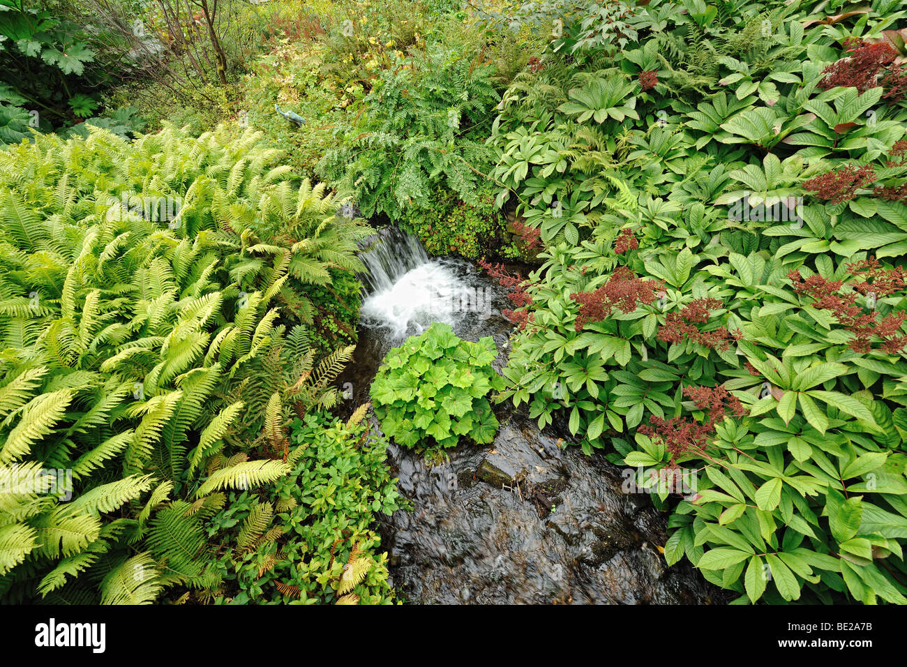 Banks of a stream covered in lush ferns and other green vegetation, just of the point of beginning to acquire autumnal colours Stock Photo