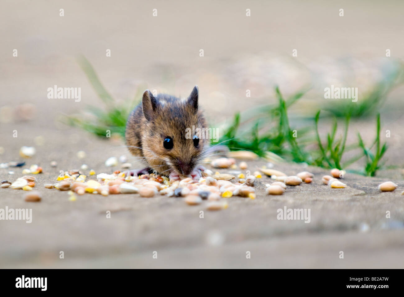 Wood mouse, also known as field or long-tailed mouse eating bird seed on patio in garden with out of focus background Stock Photo