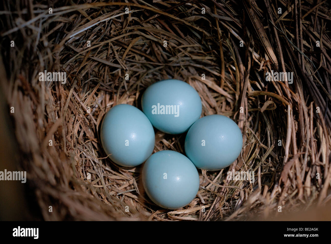 Eastern Blue Bird eggs in nest, North Georgia, USA Stock Photo