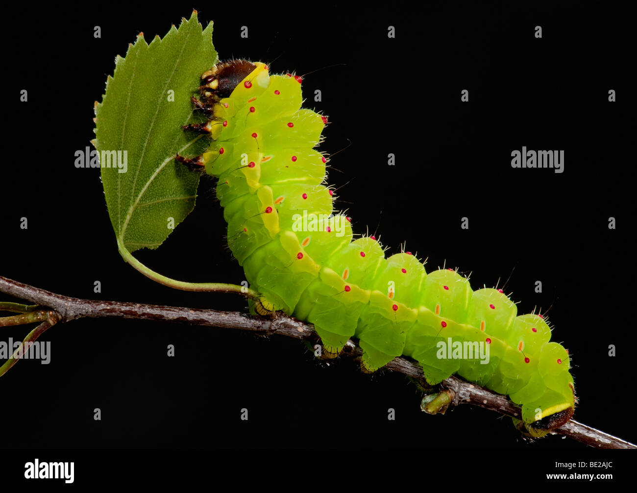 Luna or Moon Moth Caterpillar Actias luna larvae feeding on birch leaves bright green Stock Photo