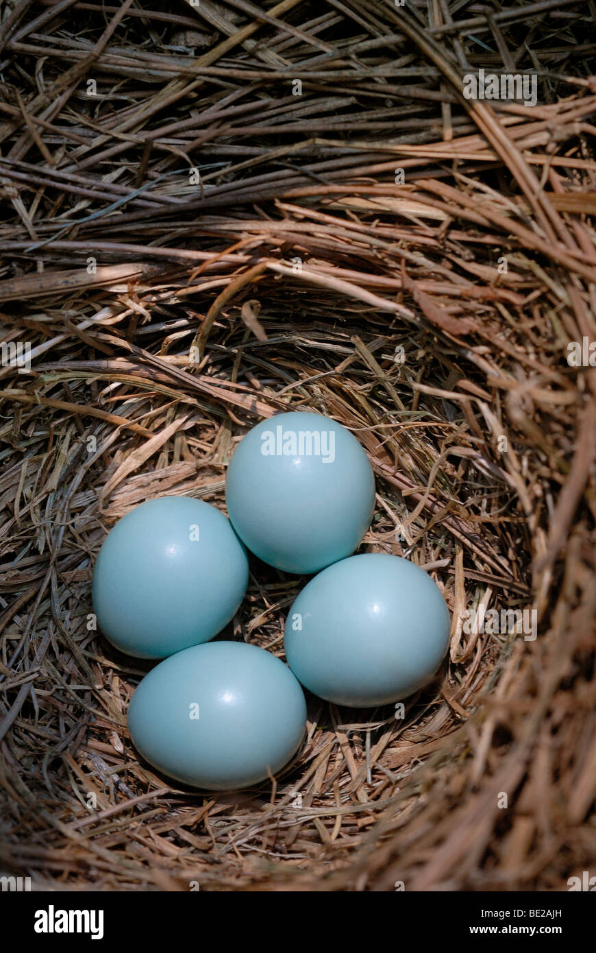Eastern Bluebird eggs in the nest Stock Photo Alamy