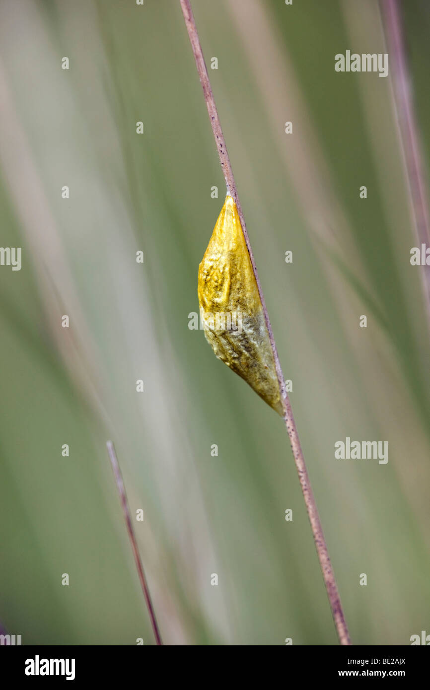 six spot burnet moth caterpillar; Zygaena filipendulae stephensi; in cocoon Stock Photo