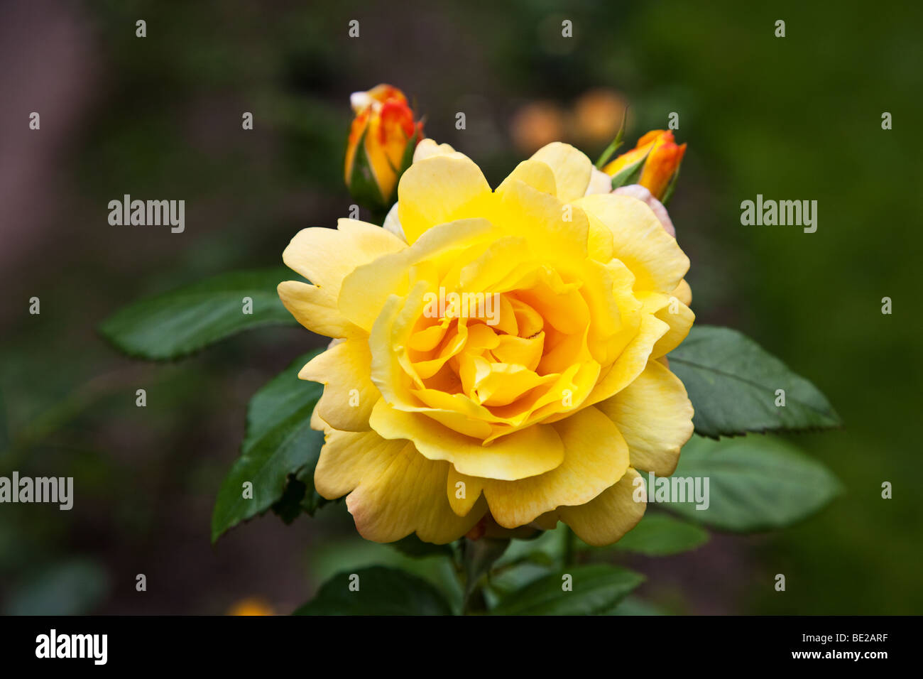 A picture of a Yellow Rose Stock Photo