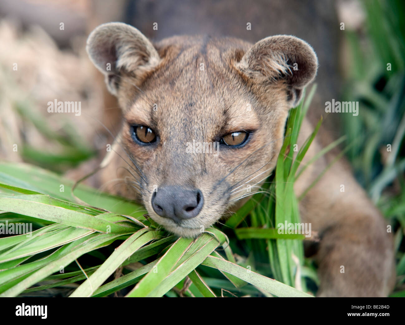 Fossa Cryptoprocia ferox Endangered Cites Appendix II largest mammalian carnivore Madagascar portrait face endemic captive Stock Photo