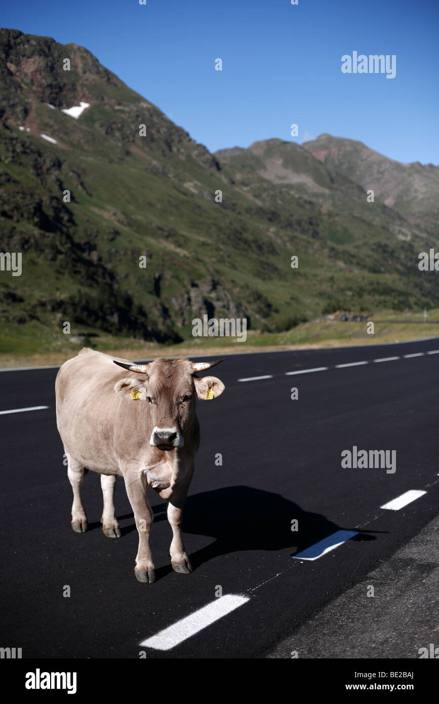 A cow stands in the road up to the Vallnord ski resort in Andorra in summer time Stock Photo