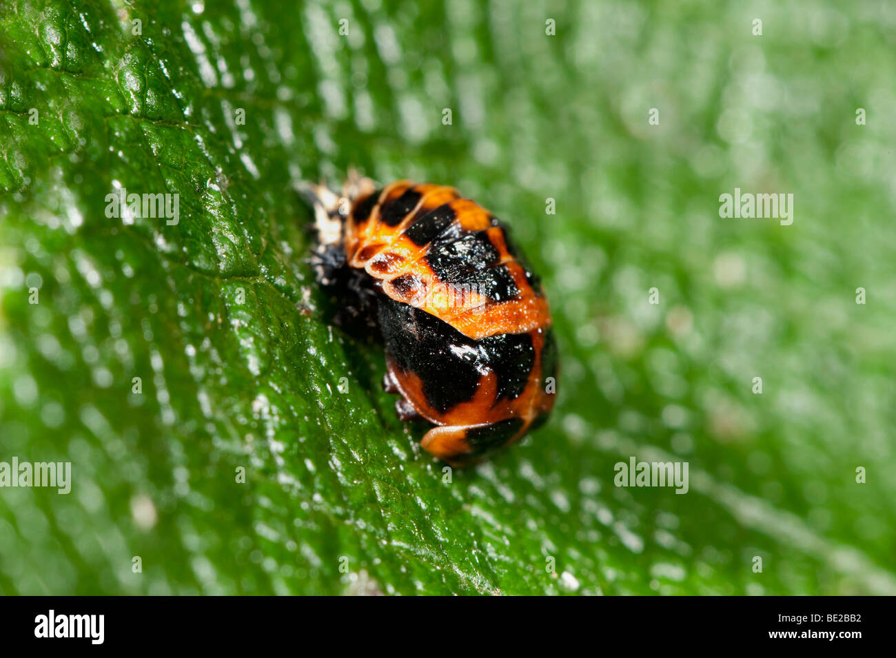 Harlequin Ladybird Pupae Harmonia axyridis on leaf in garden UK Stock ...