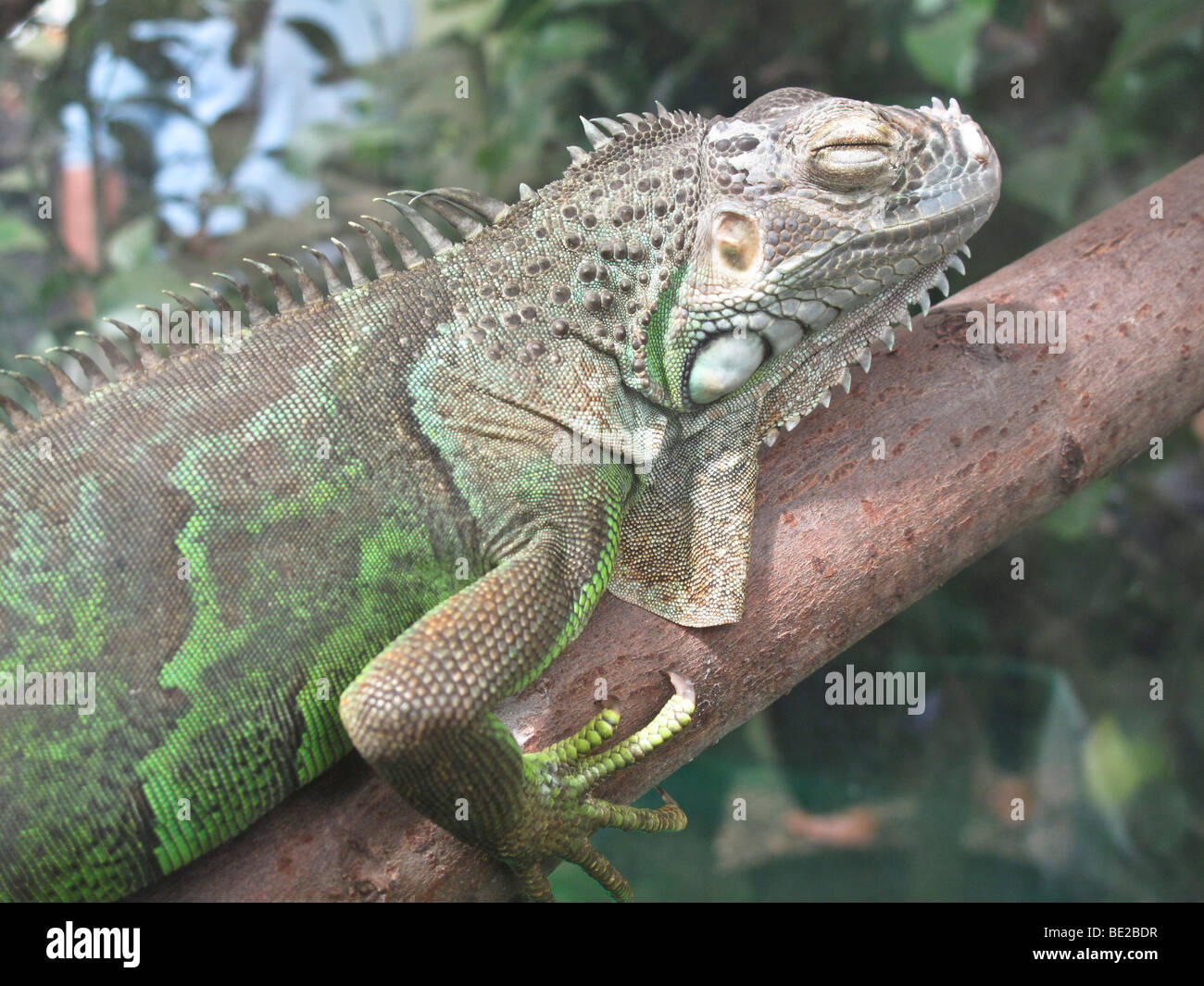 Iguana Stock Photo