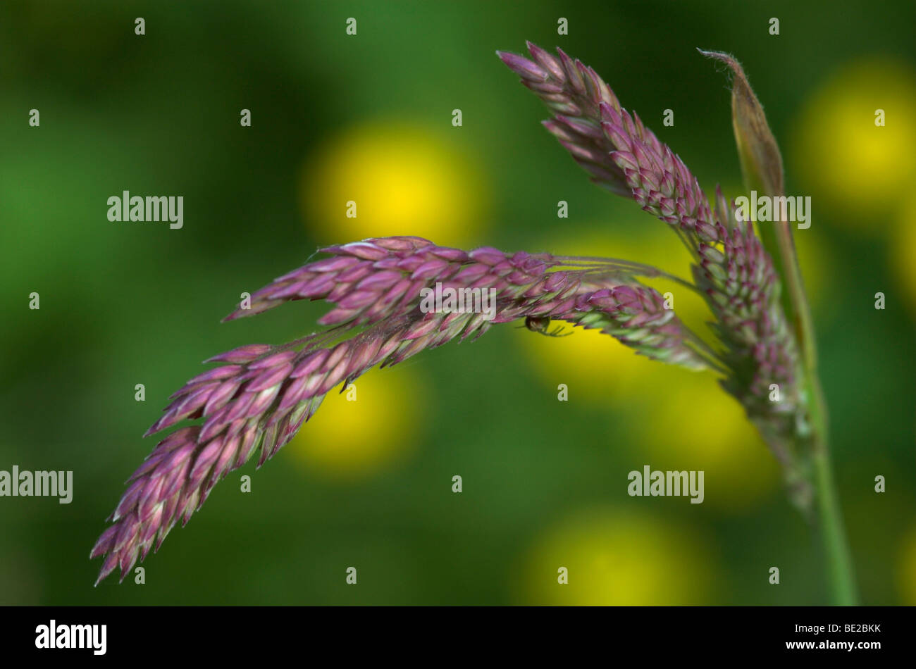 Yorkshire fog Holcus lanatus close up of purple seed head Kent grass