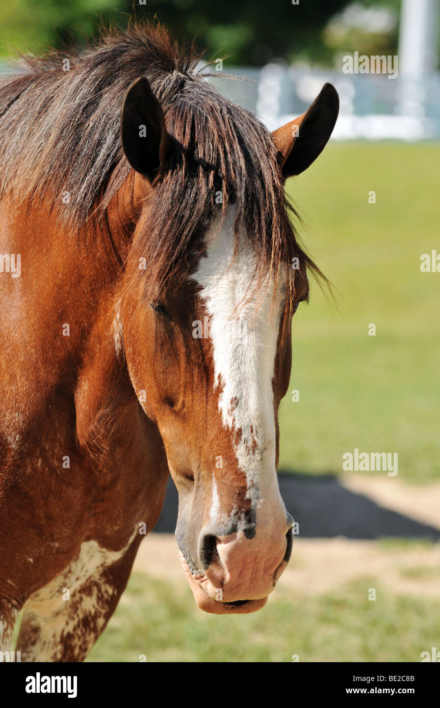 Clydesdale hires stock photography and images Alamy