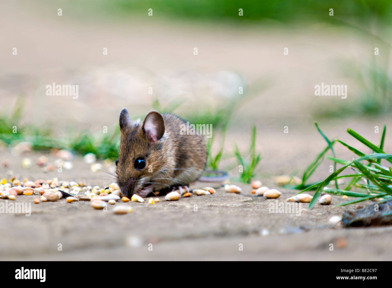 Wood mouse, also known as field or longtailed mouse eating bird seed