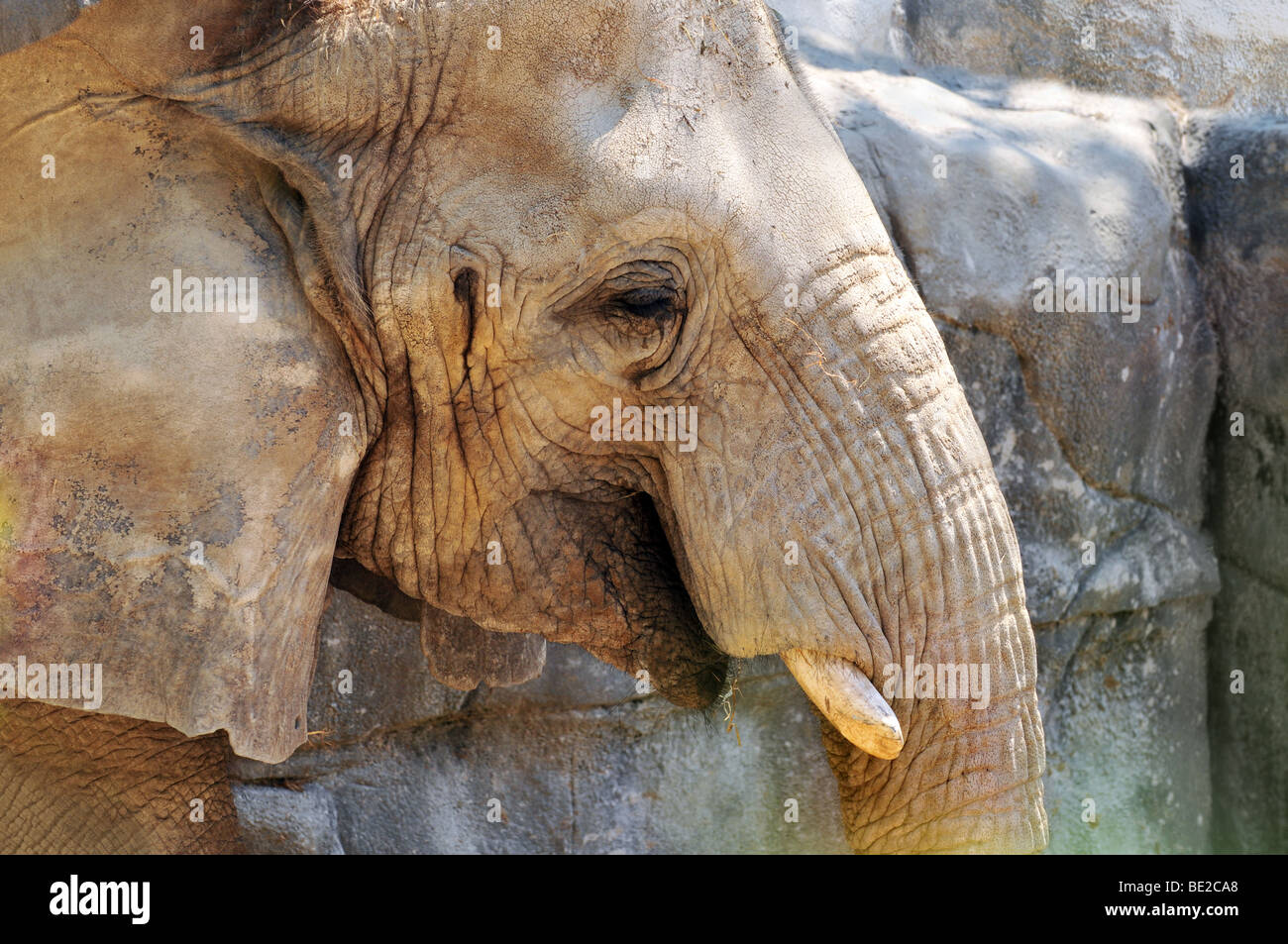 Close up portrait of African elephant Stock Photo