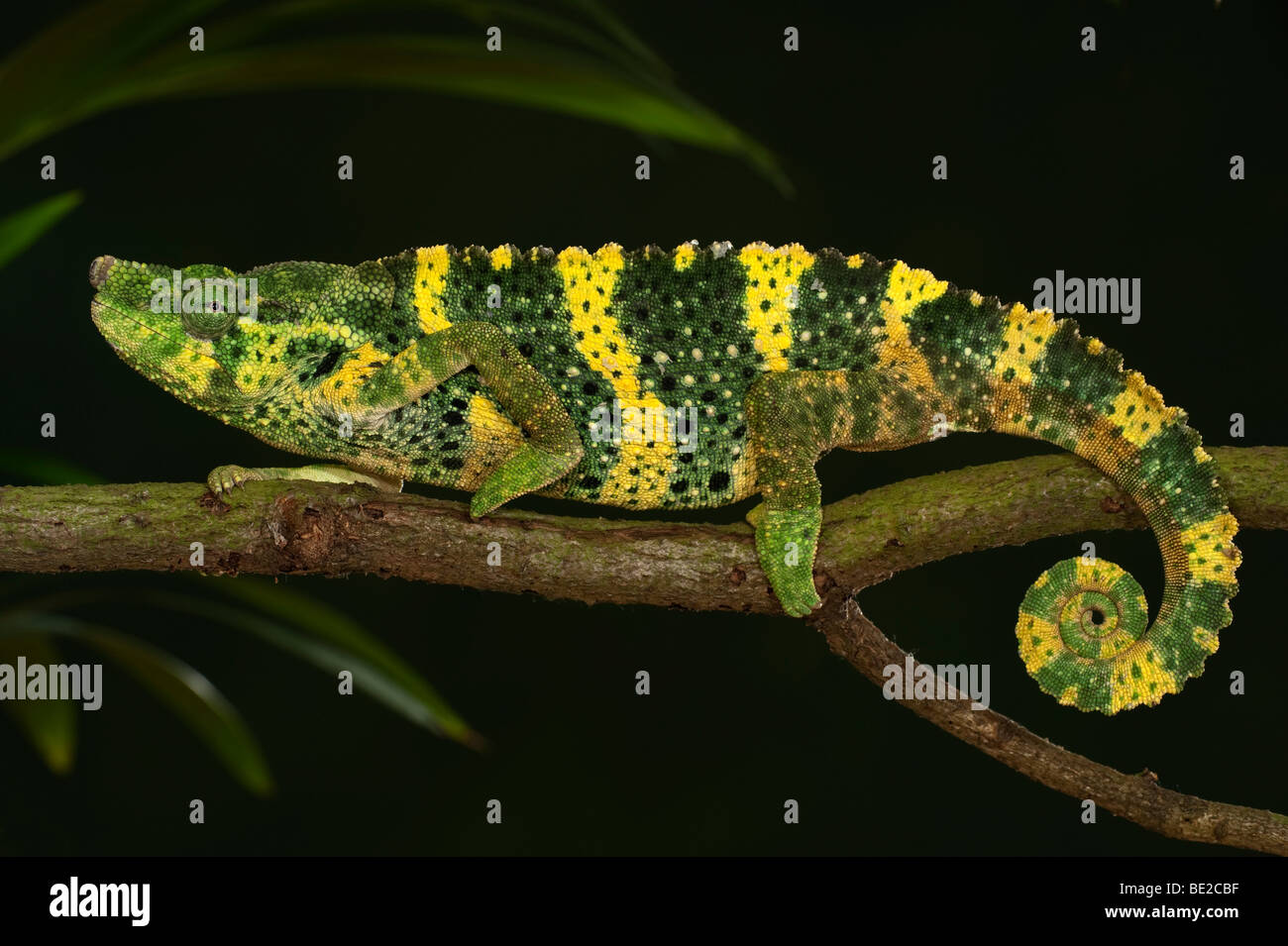 Panther Chameleon Furcifer pardalis on branch yellow green colours captive pet walking Stock Photo