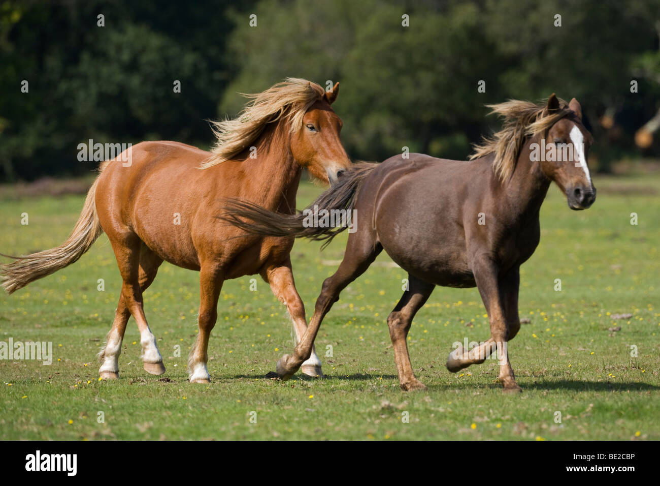 New Forest Pony  Ponies meadow England Hampshire Stock Photo