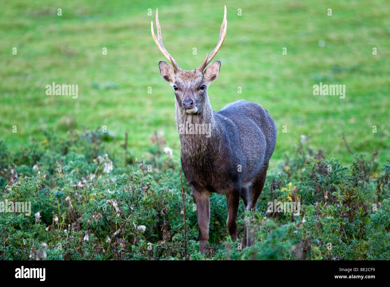 sika deer; Cervus nippon; stag Stock Photo