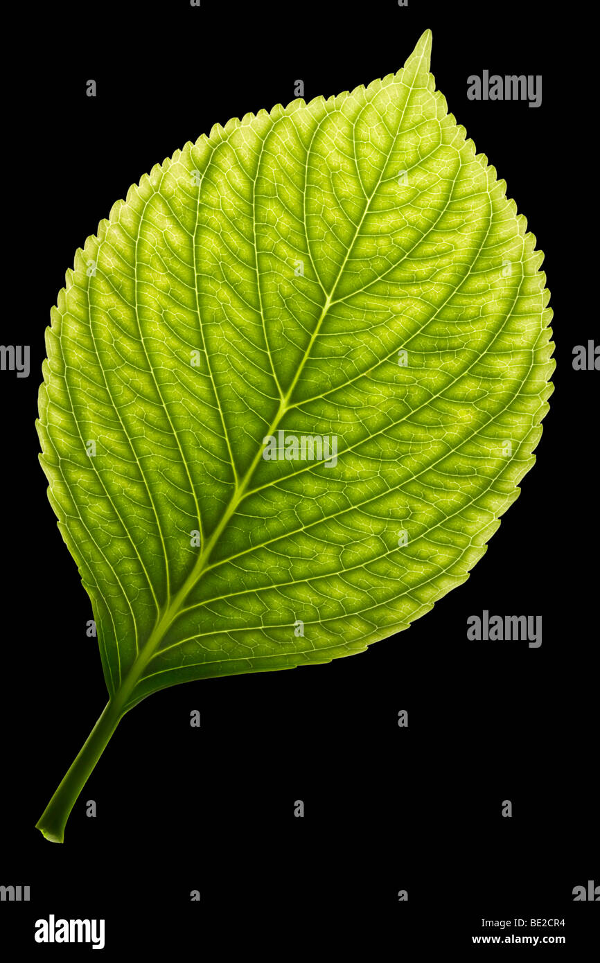 An Hydrangea leaf (Hydrangea macrophylla) suffering from iron chlorosis. Feuille d'hortensia atteint de chlorose. Stock Photo
