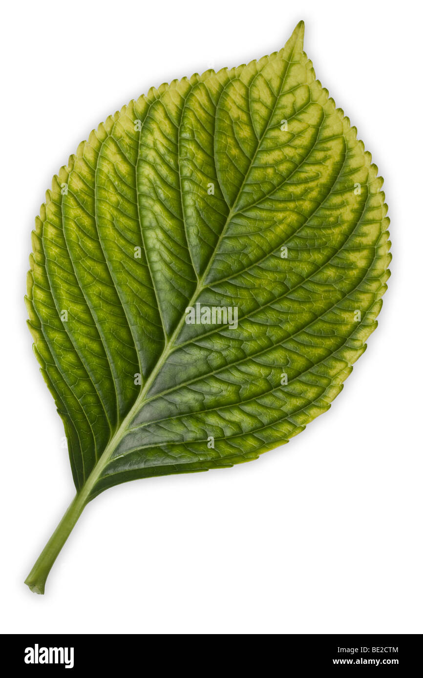 An Hydrangea leaf (Hydrangea macrophylla) suffering from iron chlorosis. Feuille d'hortensia atteint de chlorose. Stock Photo