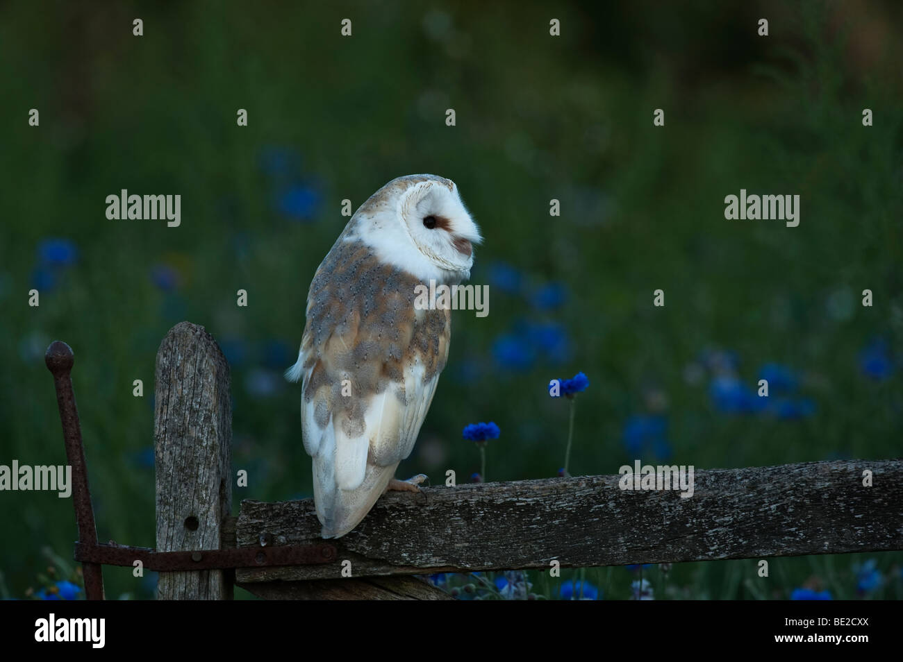 Barn Owl perched on a gate Stock Photo