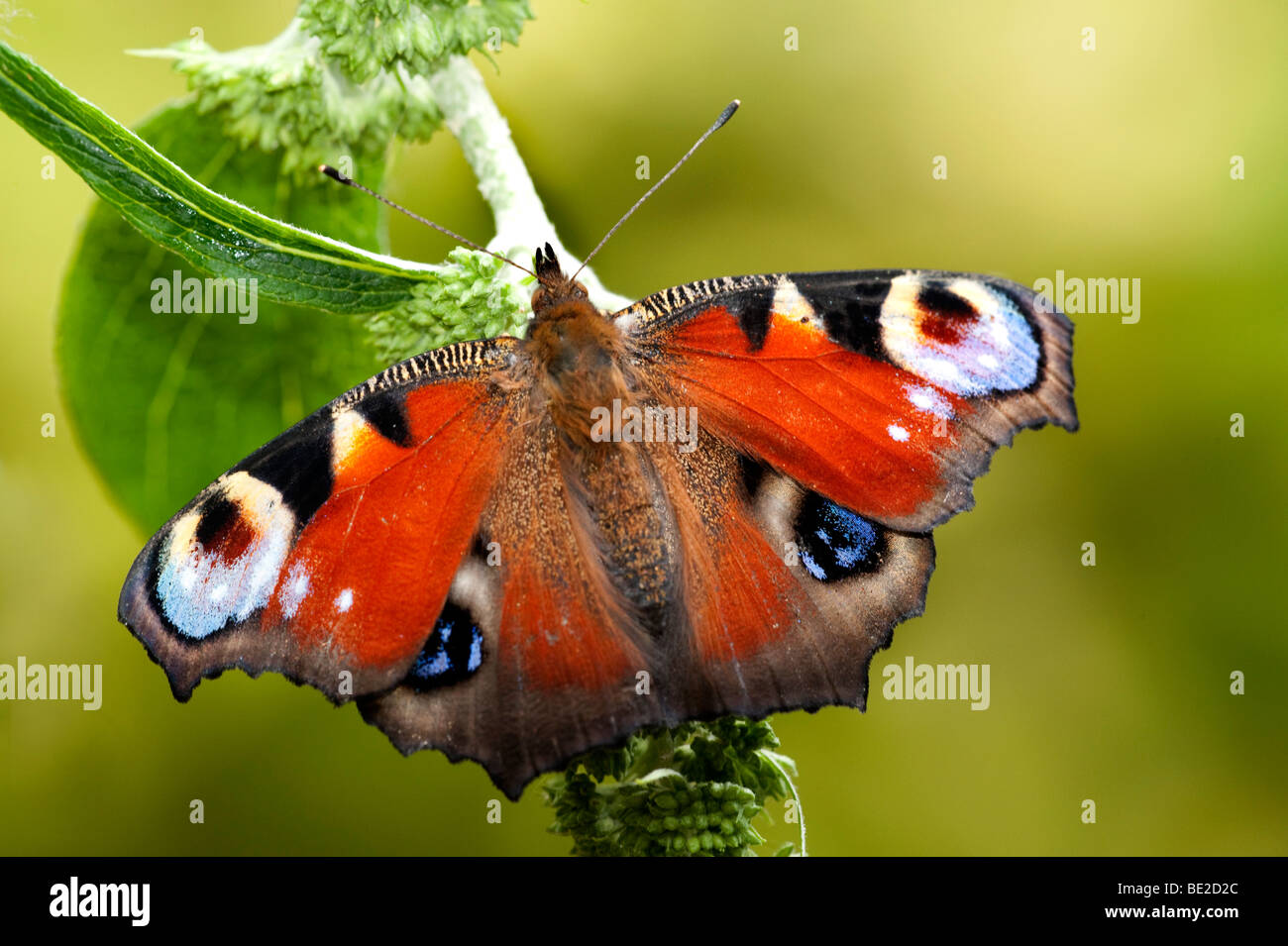 Peacock Butterfly Inachis io resting with wings open on garden shrub Stock Photo