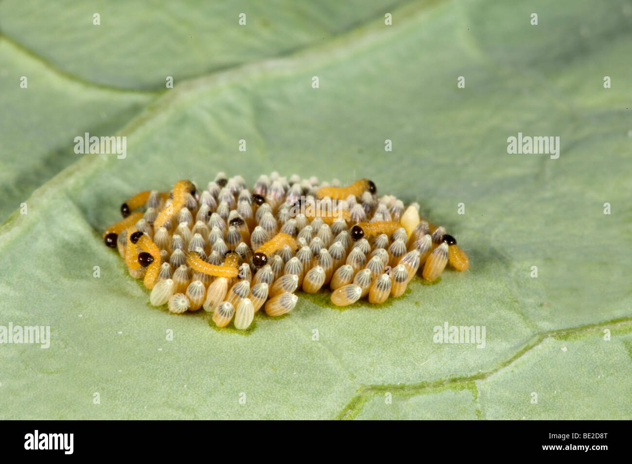 Large or Cabbage White Butterfly eggs with newly hatched caterpillars