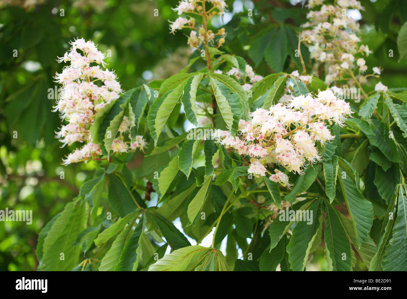 Flowers on the chestnut tree Stock Photo Alamy