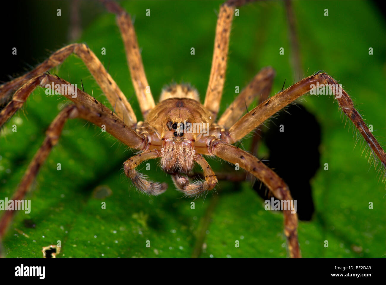 Wandering Spider Family: Ctenidae Guayacan Provincia de Limon Costa Rica Stock Photo