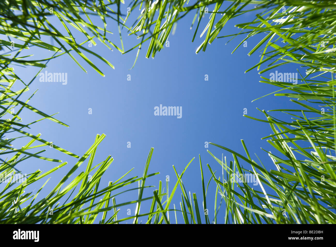 Looking up through grass from ground level. Stock Photo