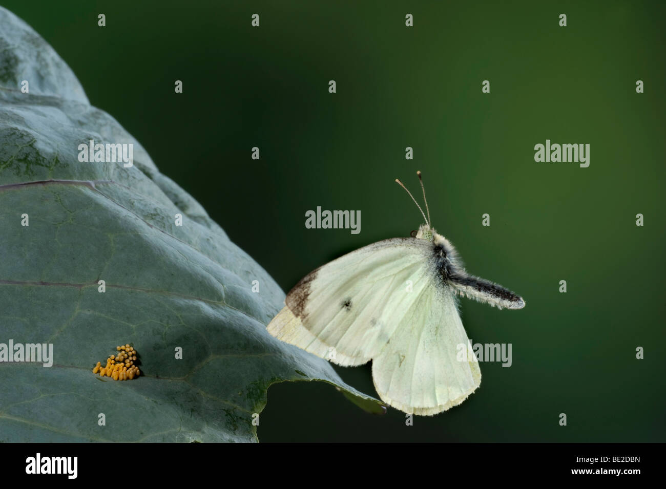 Large or Cabbage White Butterfly Pieris brassicae in flight high speed photographic technique Stock Photo