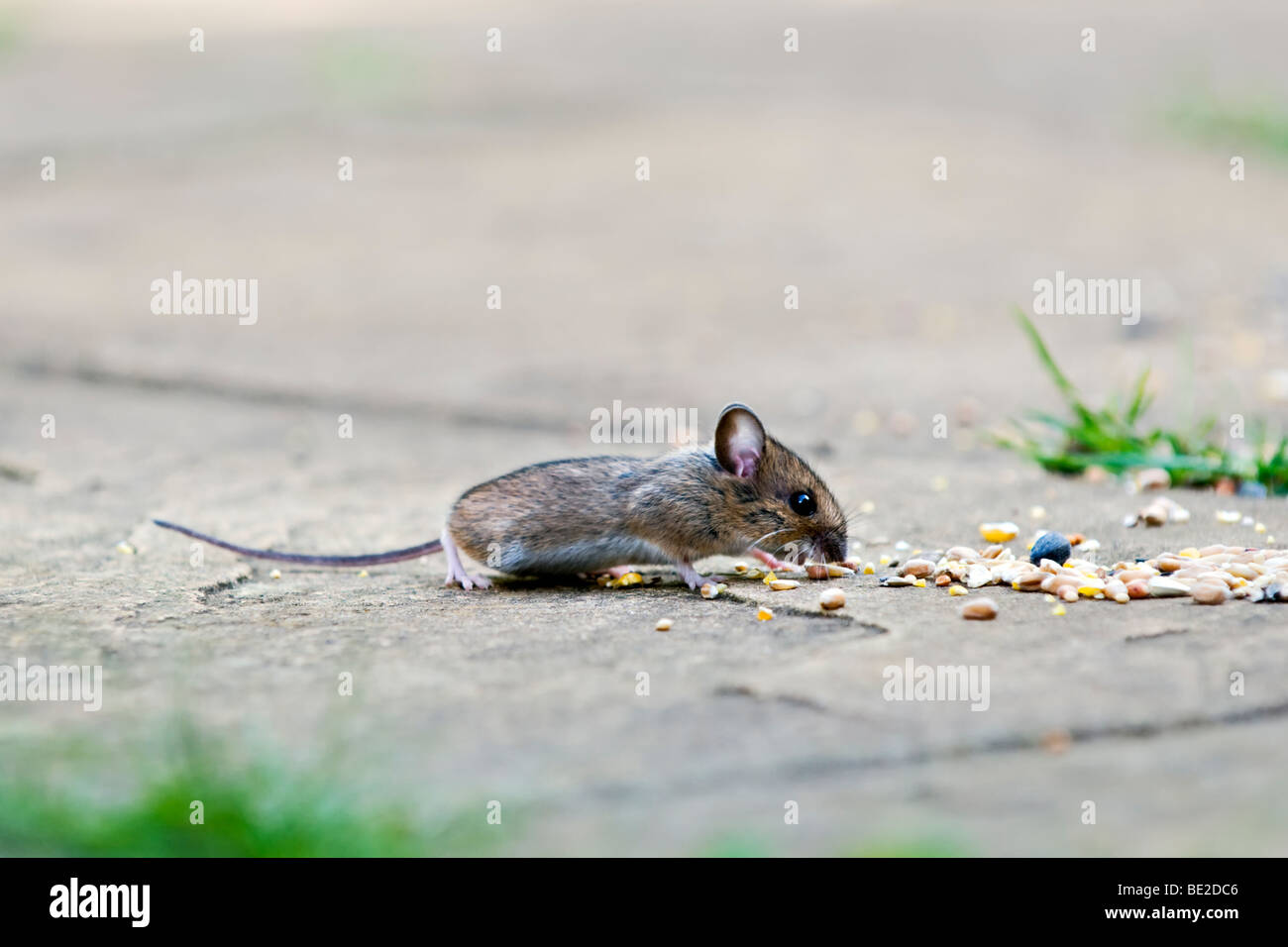 Wood mouse, also known as field or longtailed mouse eating bird seed