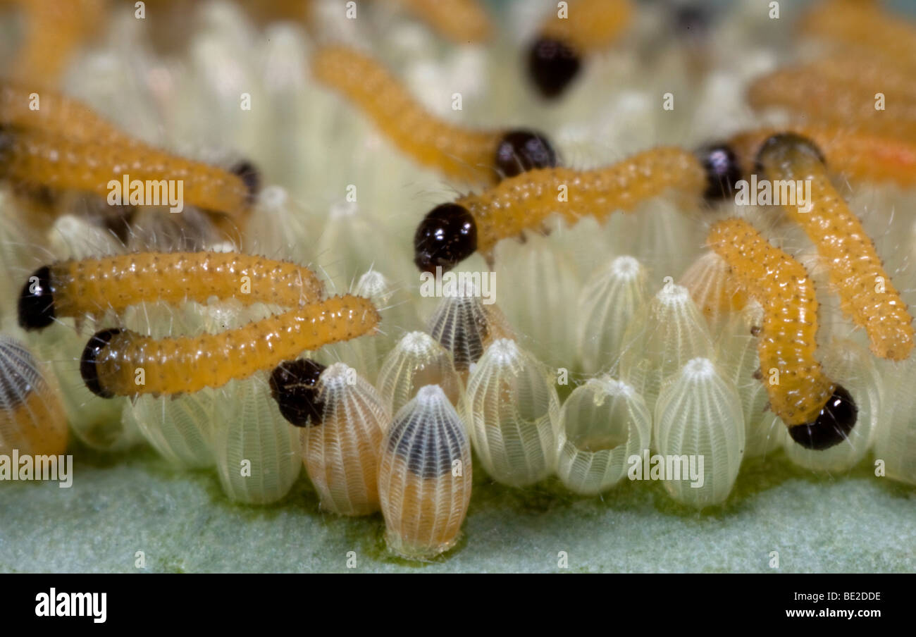 Large or Cabbage White Butterfly eggs with newly hatched caterpillars