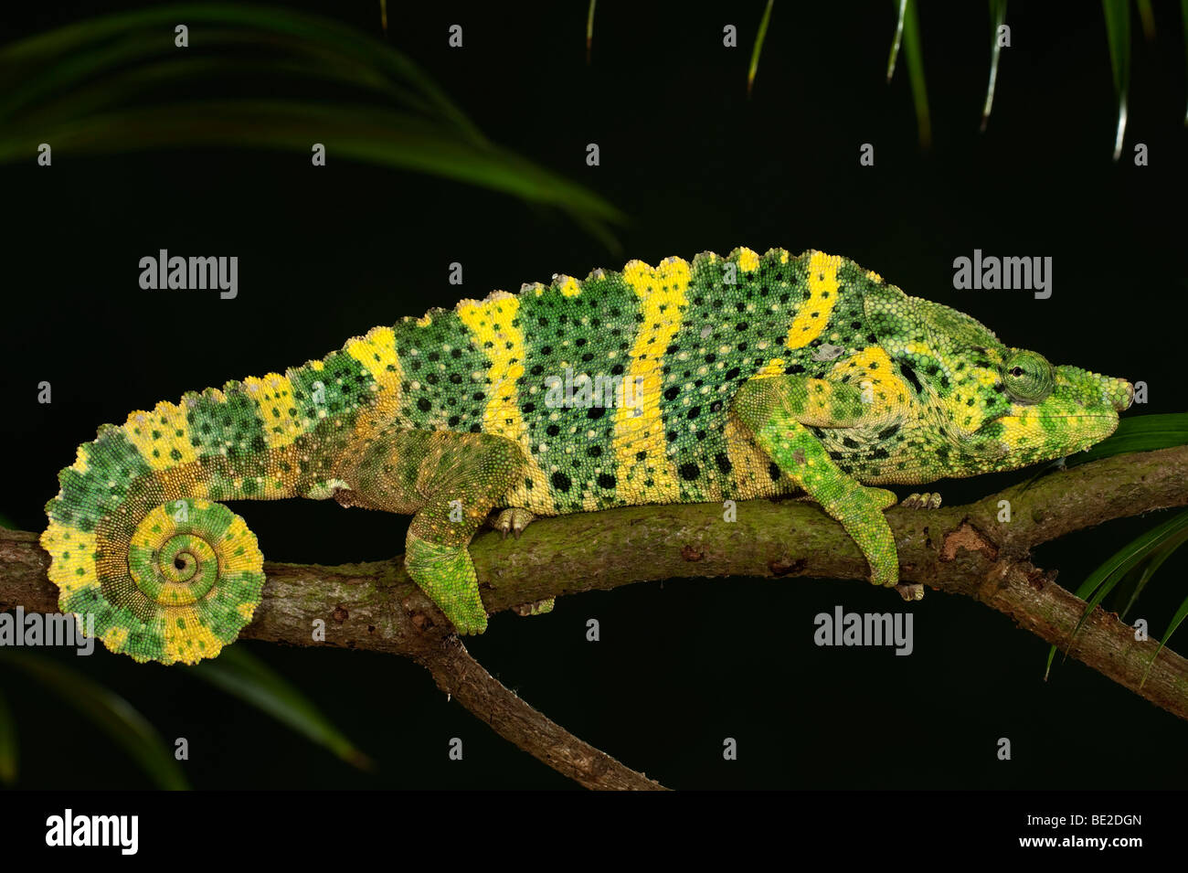 Panther Chameleon Furcifer pardalis on branch yellow green colours captive pet Stock Photo
