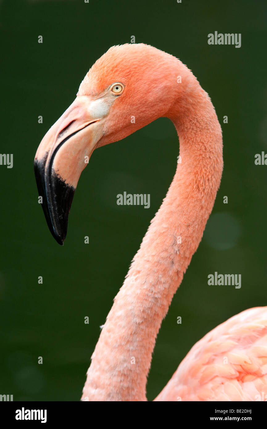 Cuban Flamingo Phoenicopterus ruber ruber Endangered Cites Appendix I pink long neck curve Stock Photo