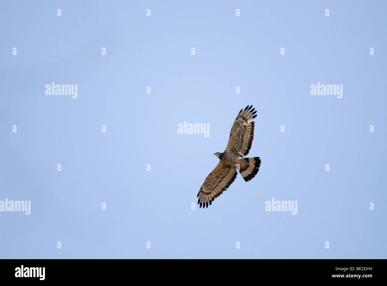 Oriental honey buzzard in flight Stock Photo