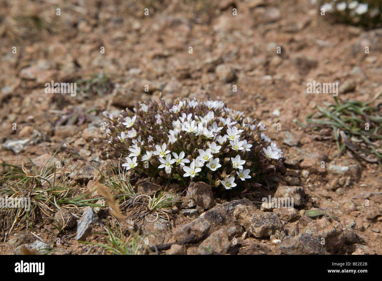 spring sandwort; Minuartia verna Stock Photo
