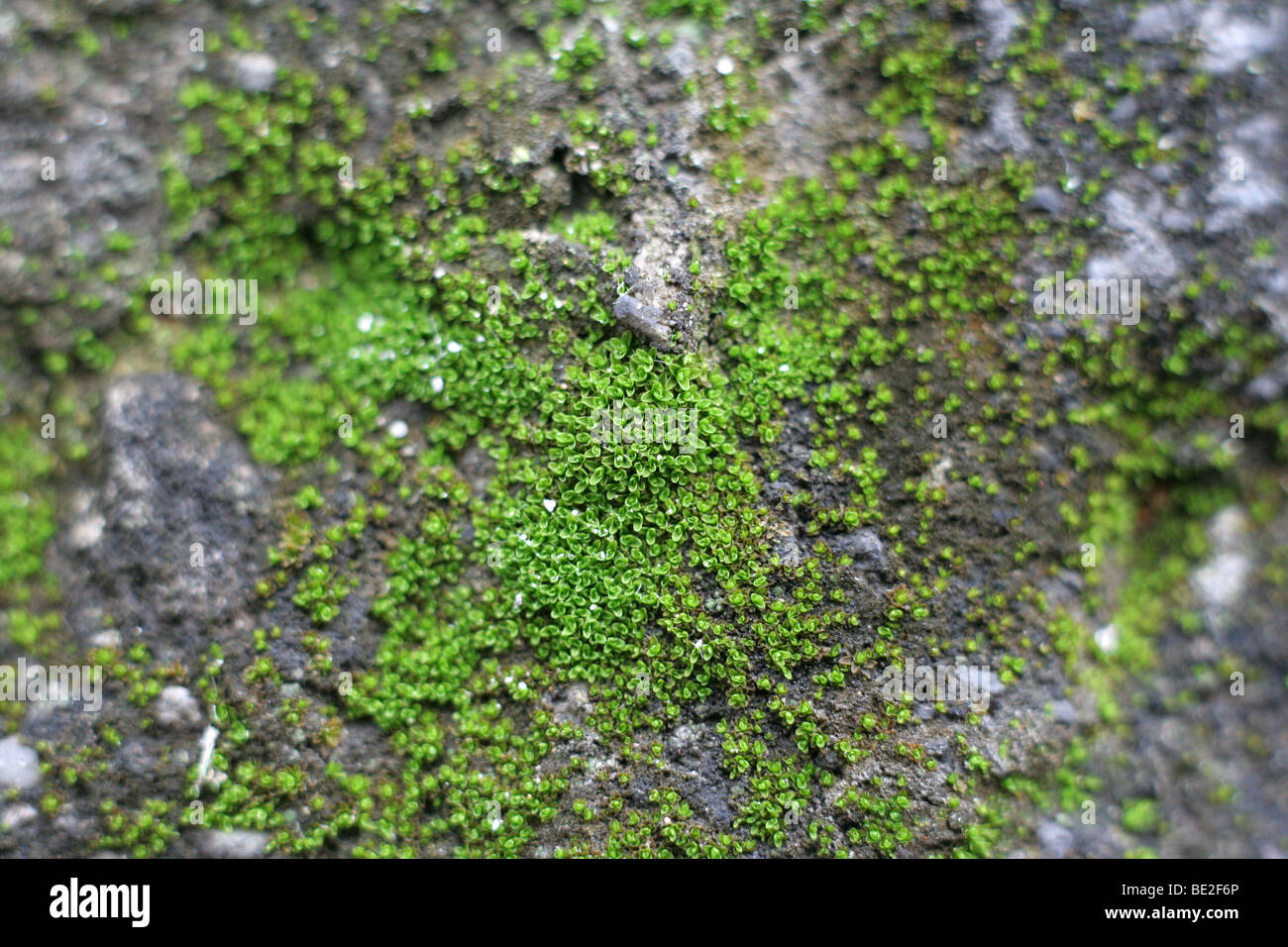 Moss on a rock Stock Photo - Alamy